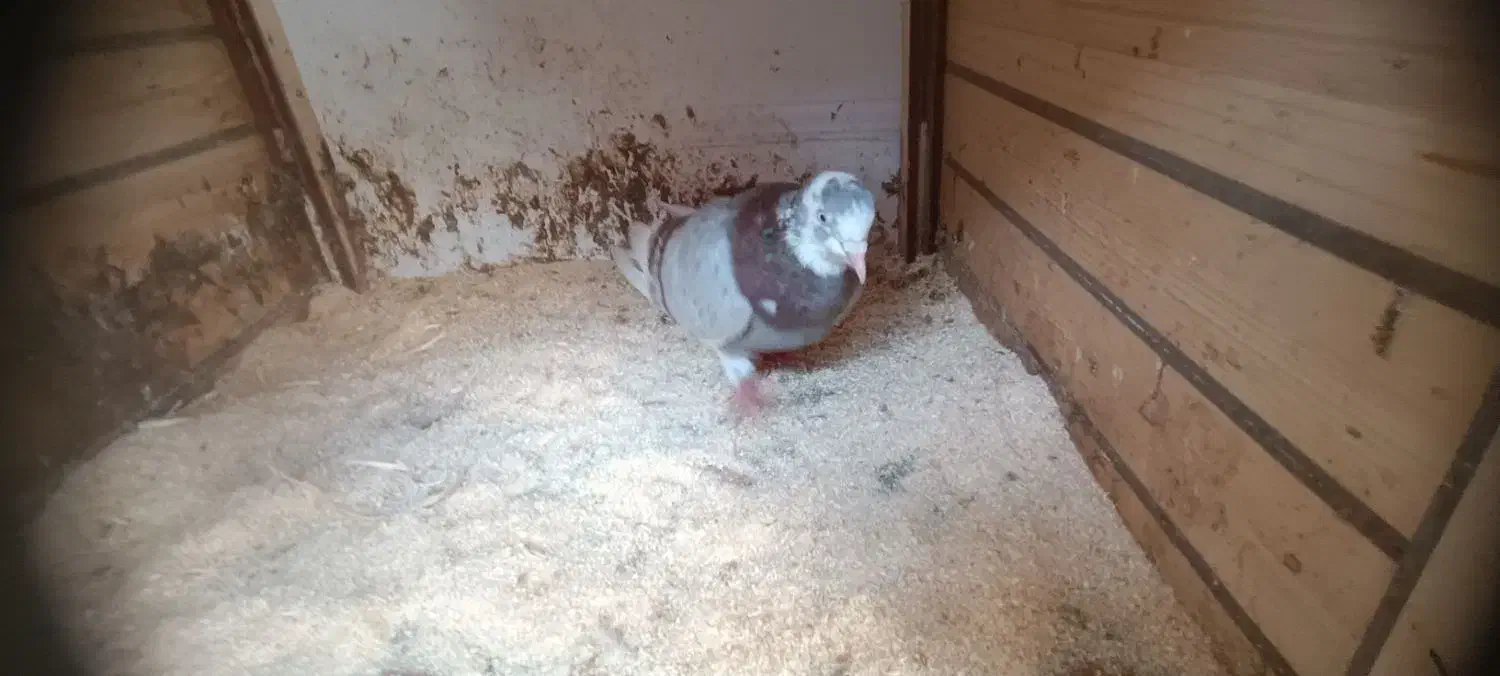 کبوتر جوان|پرنده|رشت, شهرک احمد خمینی|دیوار