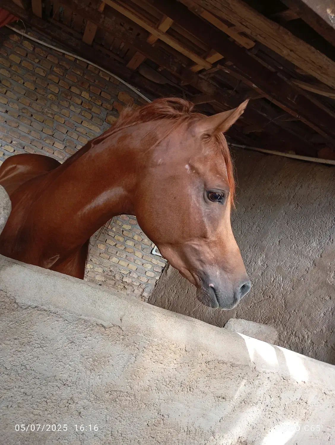 نریان یکسر کره تاج|اسب و تجهیزات اسبسواری|یزد, |دیوار