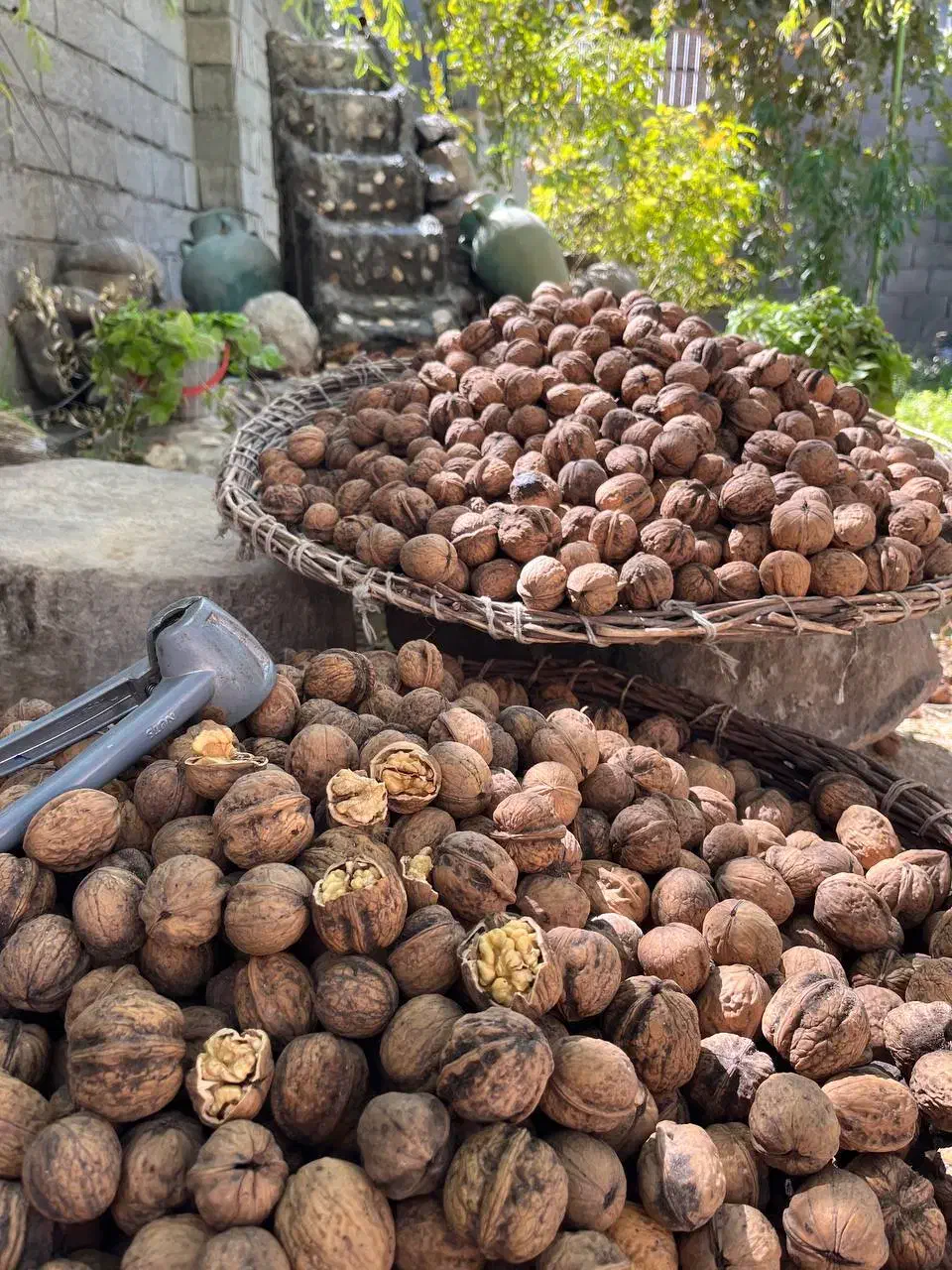 گردو ایرانی|خوردنی و آشامیدنی|شیراز, ابیوردی|دیوار