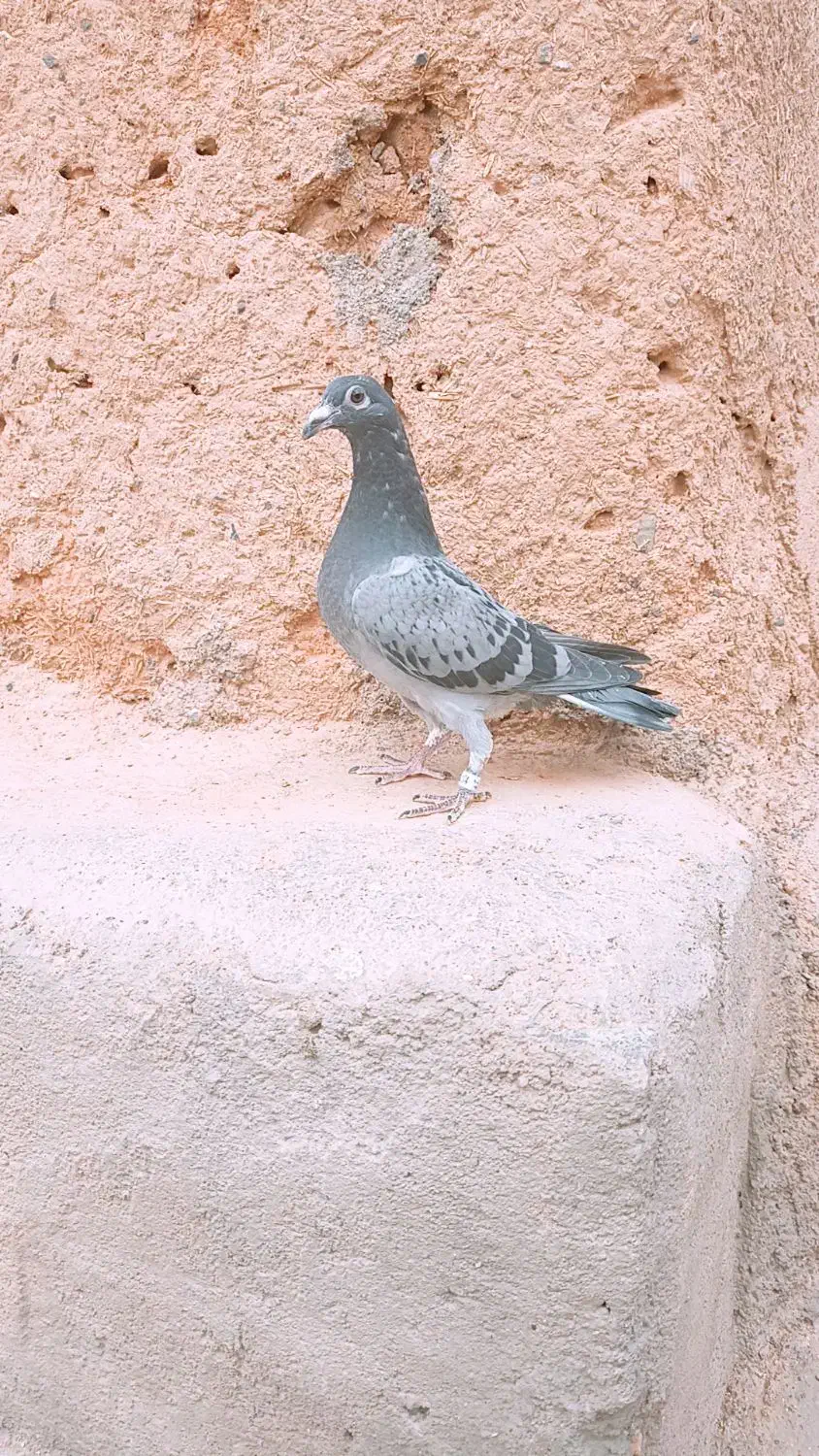 جوجه پولکی|پرنده|تربت جام, بهشت محمدیه|دیوار