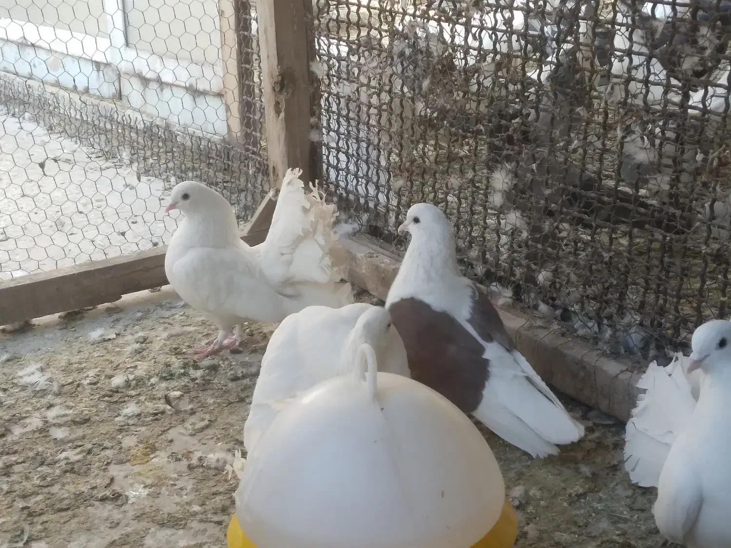 دو جفت چتری سفید نژاد دار|پرنده|اصفهان, پوریای ولی|دیوار