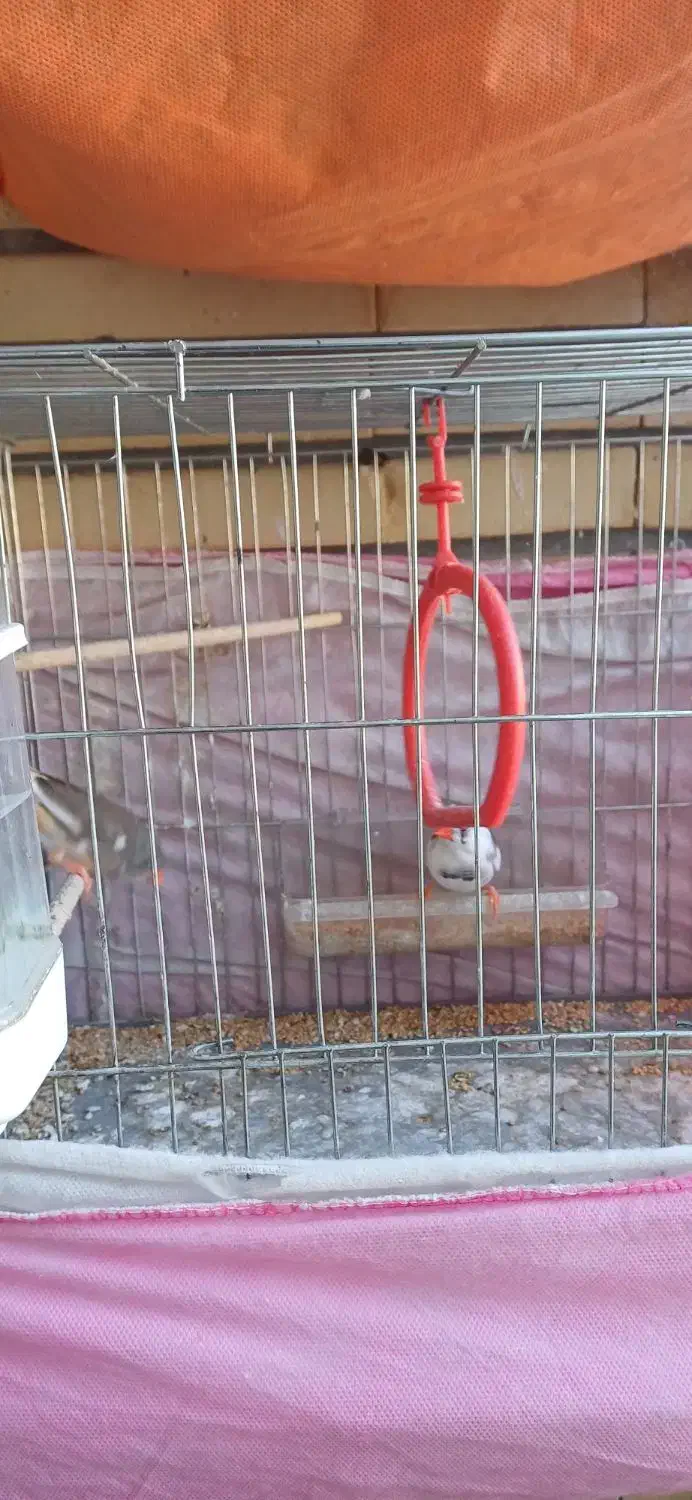 پرنده|پرنده|فردیس, فردیس|دیوار