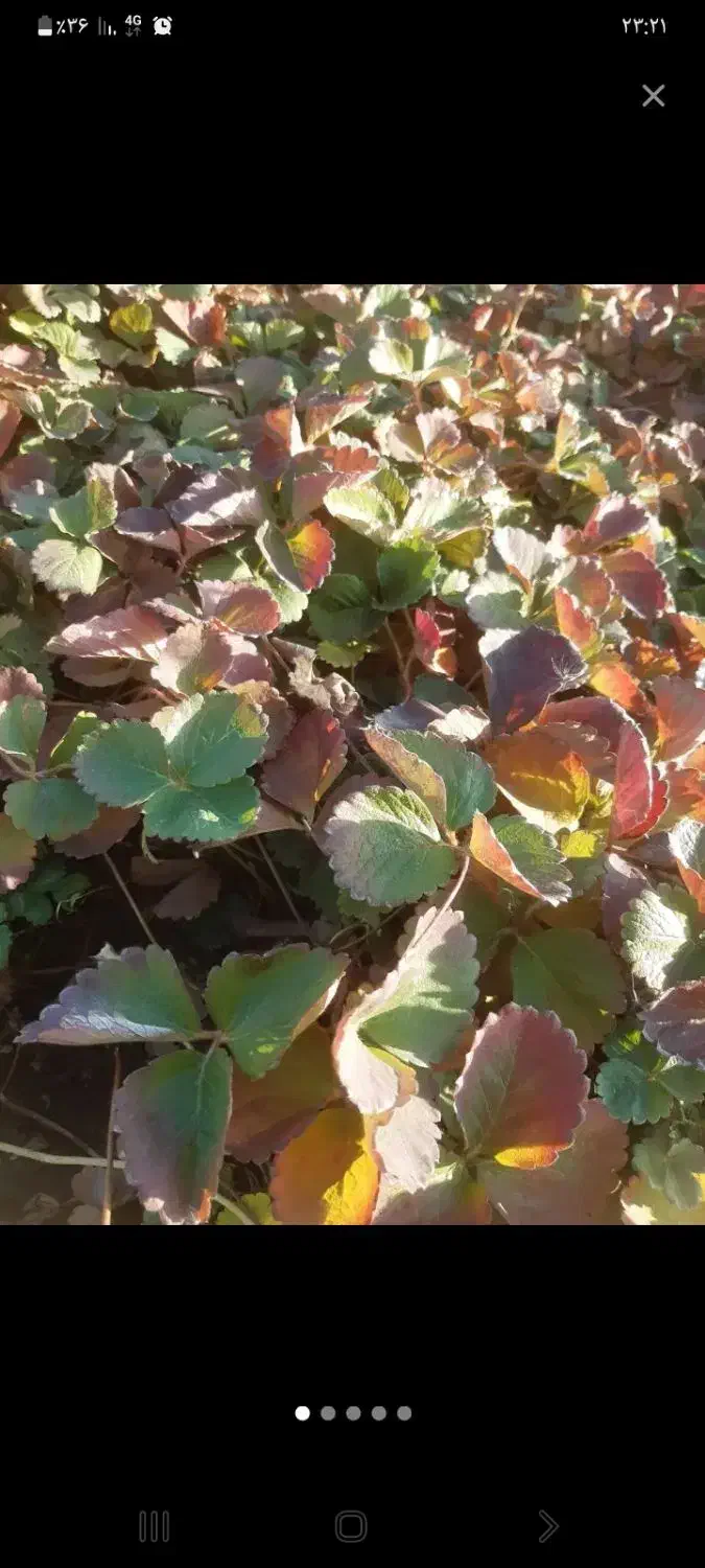 نشا توت فرنگی پاروس|گل و گیاه طبیعی|کلاترزان, |دیوار