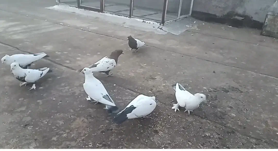 دمسیاه چینی و سینه|پرنده|تربت‌حیدریه, منصوریه|دیوار