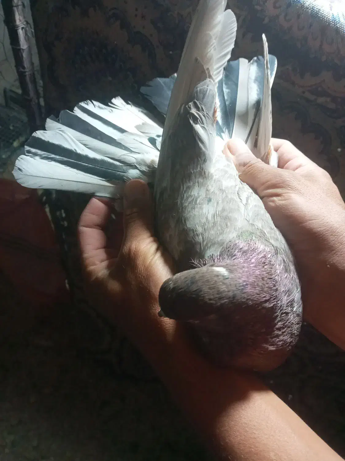 کبوترپرشی|پرنده|محلات, |دیوار