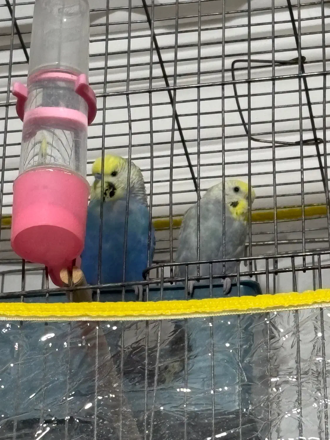 مرغ عشق|پرنده|سیرجان, |دیوار