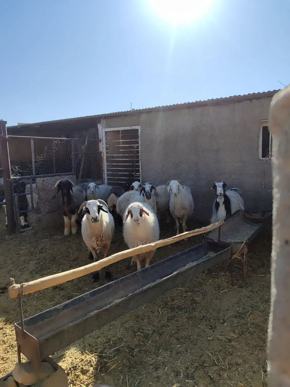 میش و بز|حیوانات مزرعه|بهمن صغاد, |دیوار