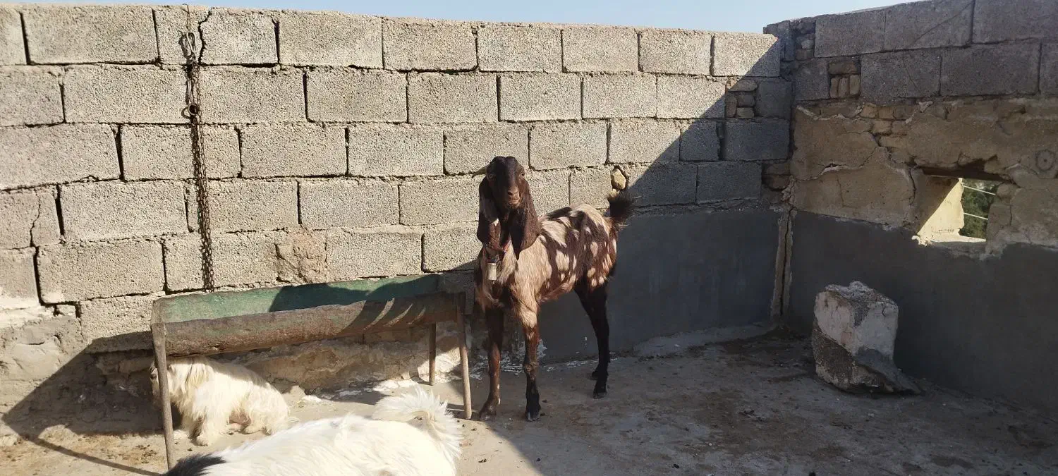 حیوان|حیوانات مزرعه|مسجد سلیمان, |دیوار