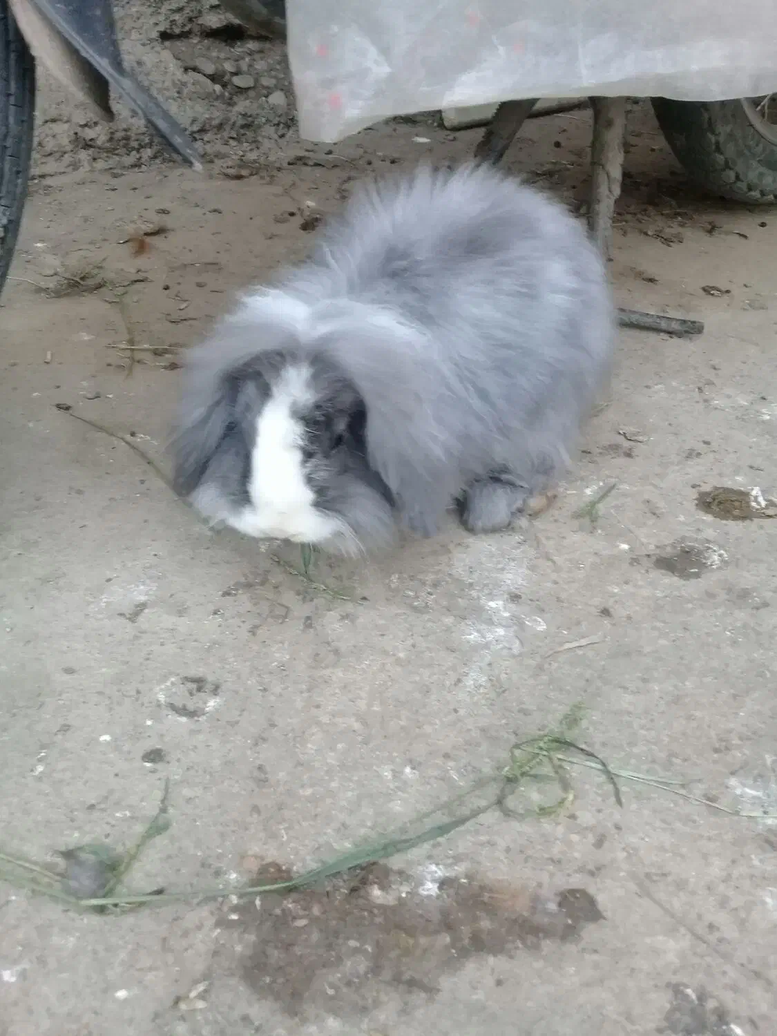 خرگوش لوپ نر|موش و خرگوش|علیآباد کتول, |دیوار