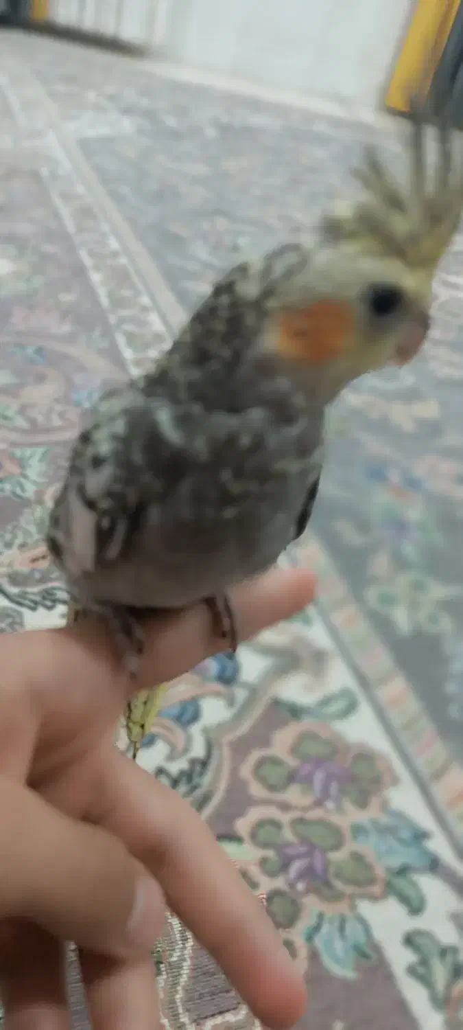 عروس هلندی|پرنده|جیرفت, |دیوار