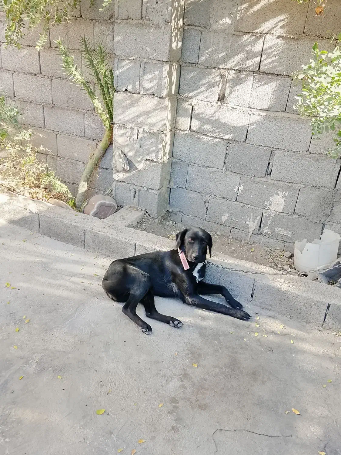 سگ دمبلانی|سگ|کلاله, |دیوار