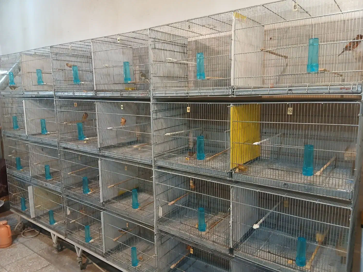 قناری نرتک ،ماده تک ،جفت شده نروماده مست مست|پرنده|ملایر, |دیوار