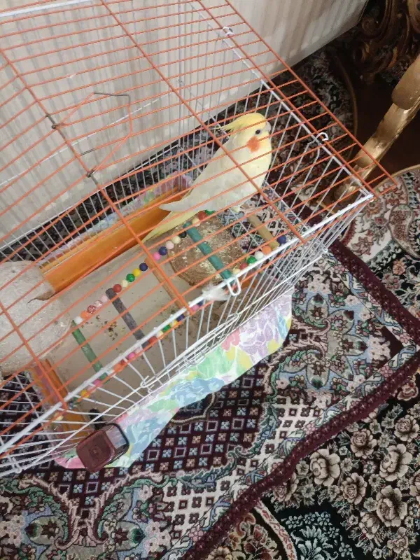 عروس هلندی دستی وباهوش وسخنگو|پرنده|زنجان, |دیوار