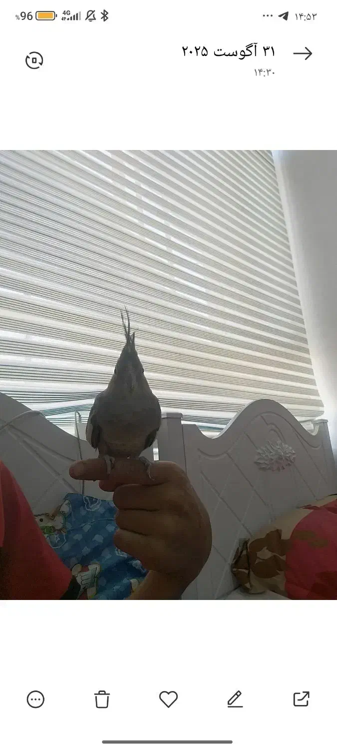 عروس هلندی|پرنده|نقده, |دیوار