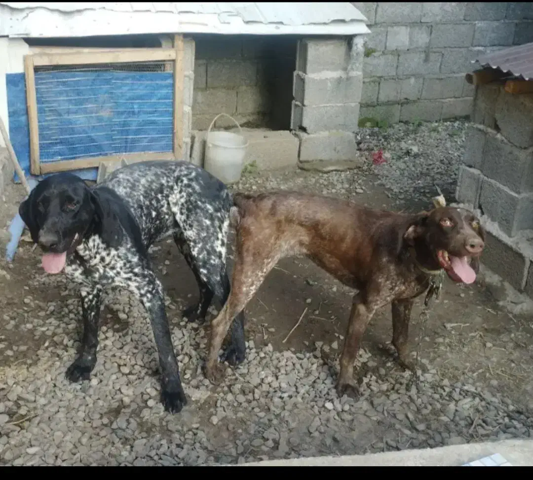 دوعددتوله شکاری ۳ ماهه نژادپوینتر|سگ|مشگین شهر, |دیوار