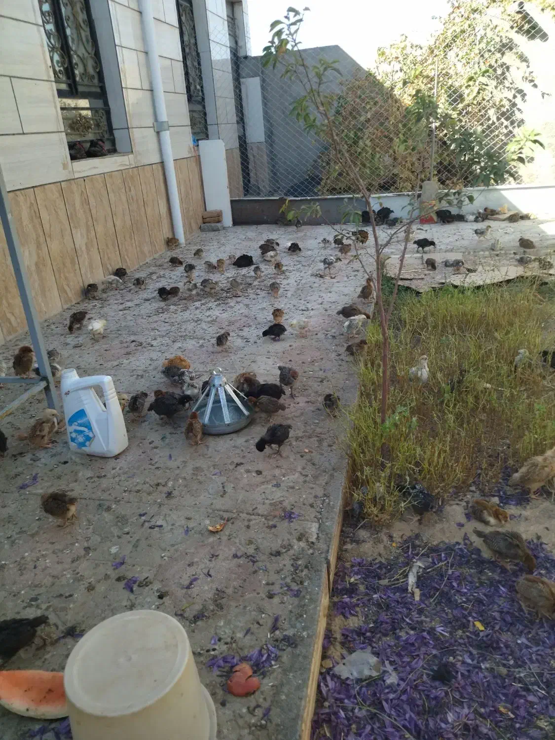 جوجه مرغ خانگی|حیوانات مزرعه|رشتخوار, |دیوار