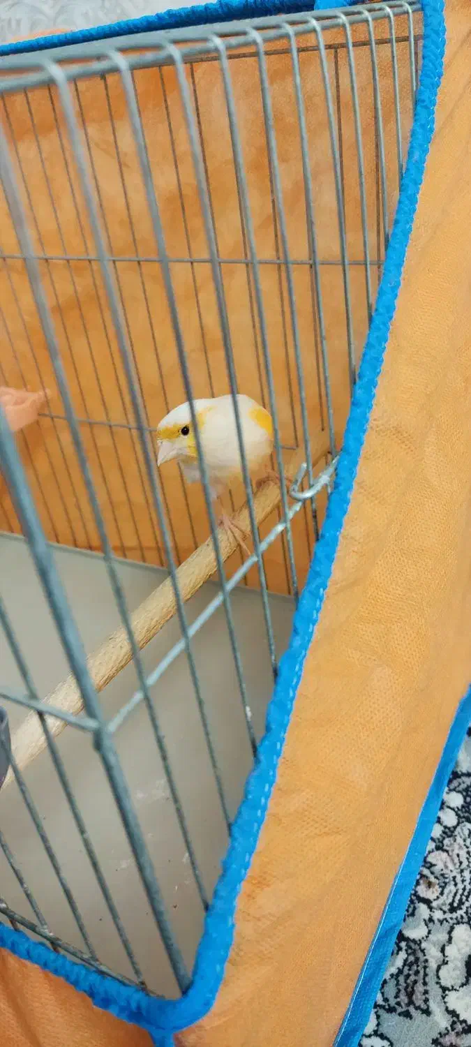 قناری نر|پرنده|پاکدشت, شهرک امام رضا|دیوار