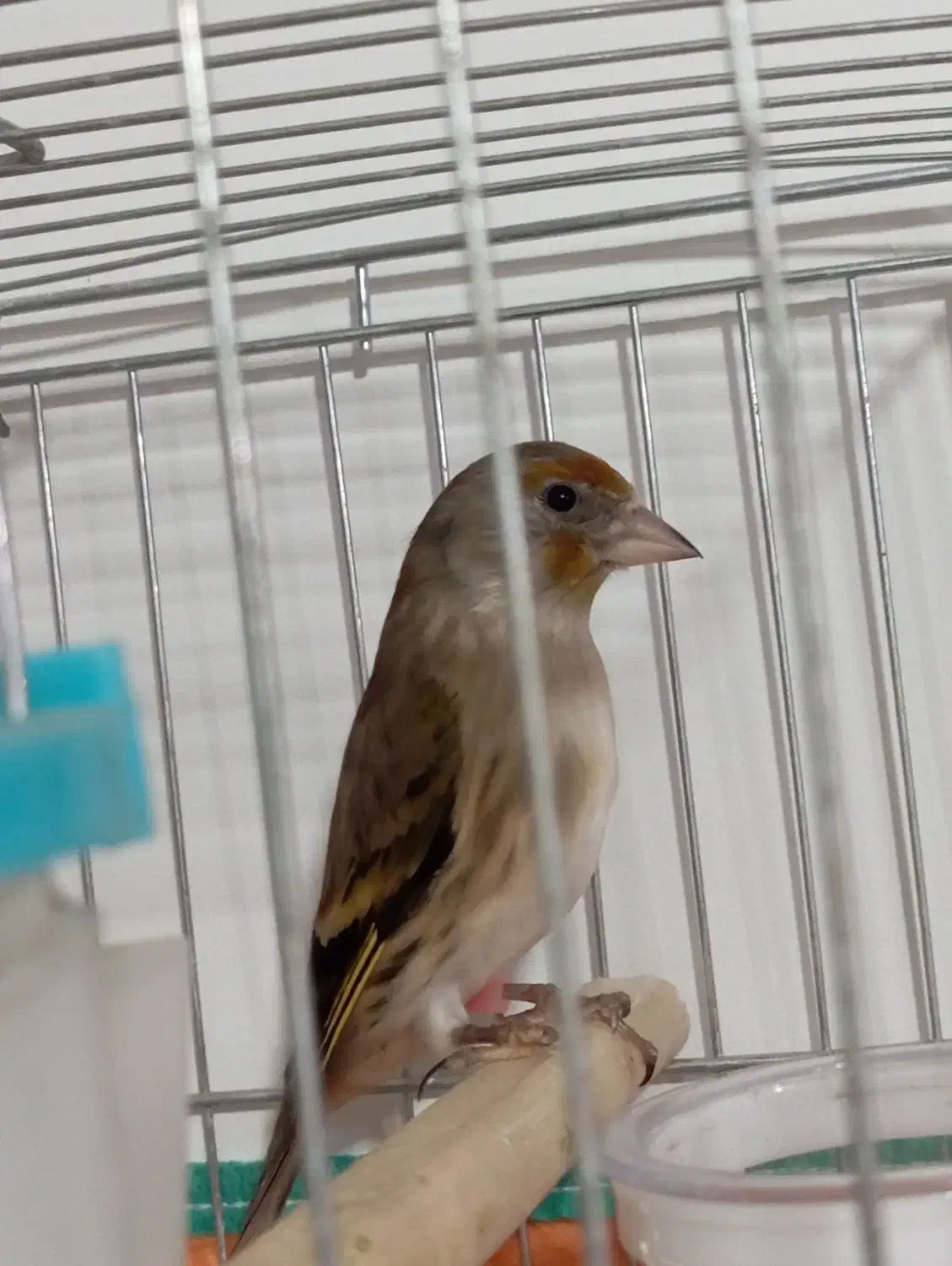 سهره قناری نر|پرنده|اردبیل, |دیوار