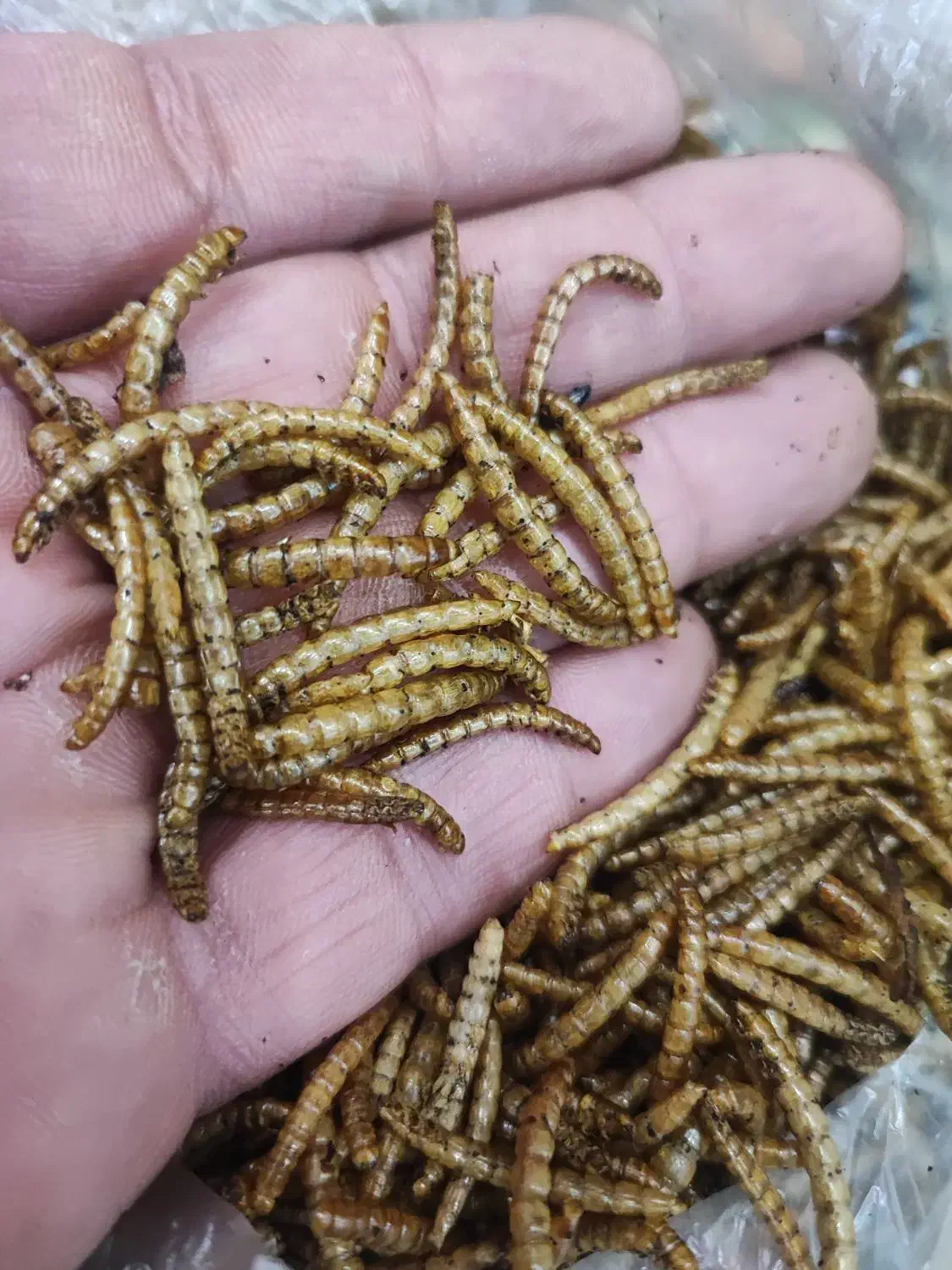 کرم میلورم|خزنده|شیراز, فخرآباد (دروازه کازرون)|دیوار