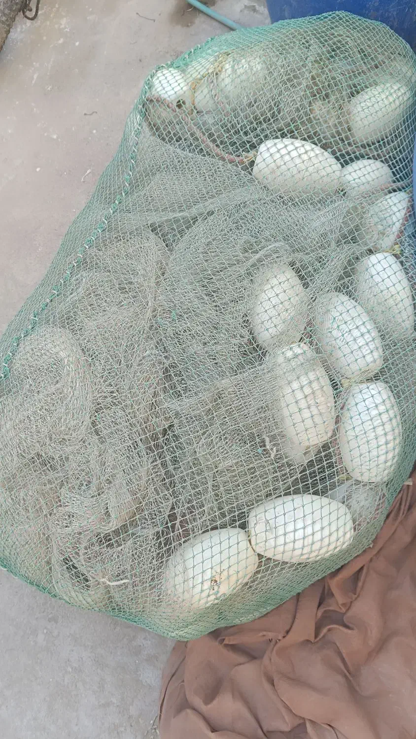 جل صیادی|ماهیگیری|بندرعباس, |دیوار