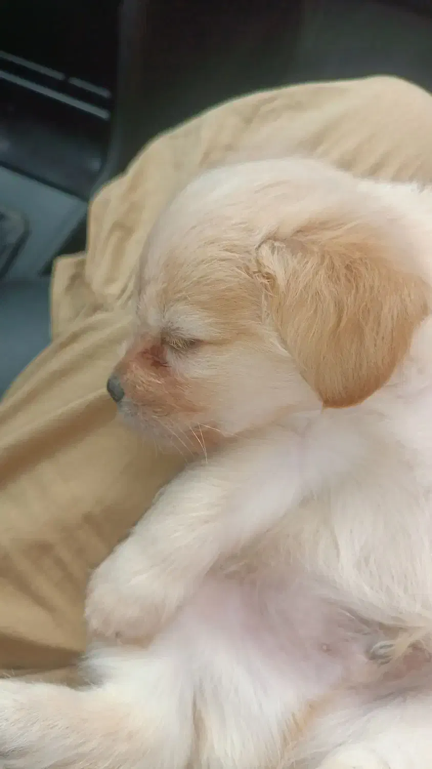 توله سگ سه ماهه شیتزو|سگ|سبزوار, طبرسی (جعفرآباد)|دیوار