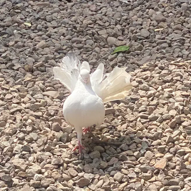 کبوتر سفید دم چتری|پرنده|لاهیجان, بازکیاگوراب|دیوار