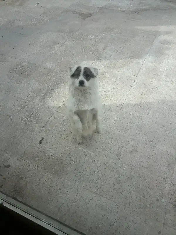 اشپیتز|سگ|خمینی‌شهر, |دیوار