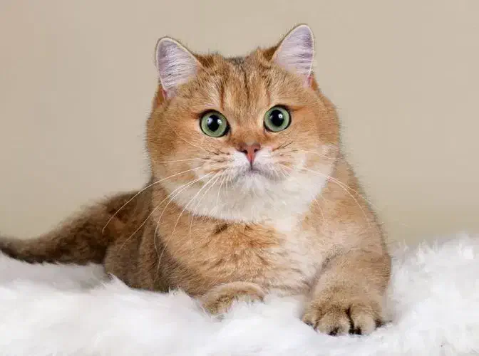 پت شاپ مارال(اسکاتیش، بریتیش ،نژادهای وارداتی)|گربه|همدان, |دیوار