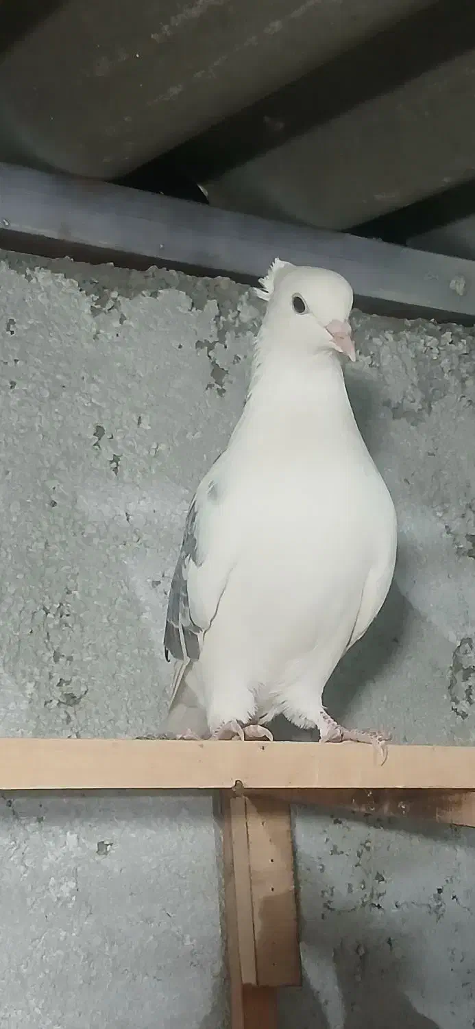 کبوتر  پرشی|پرنده|شهریار, شهرک امیریه|دیوار