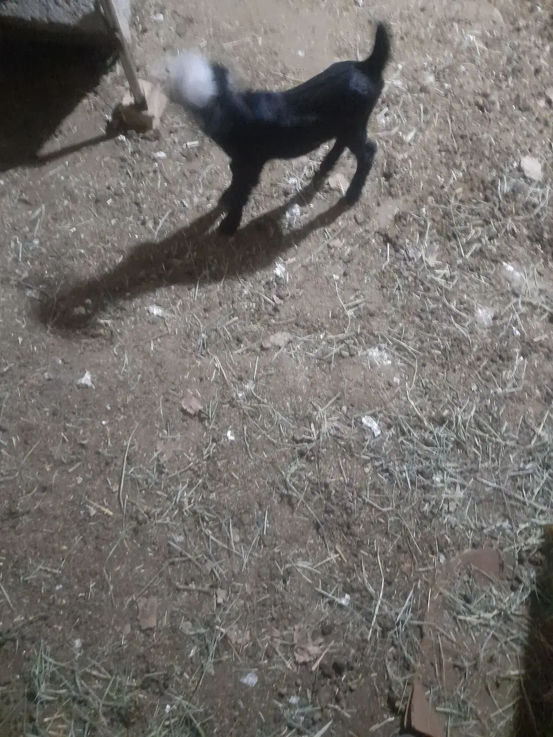 گم شدن دوراس بز|حیوانات مزرعه|رامهرمز, |دیوار