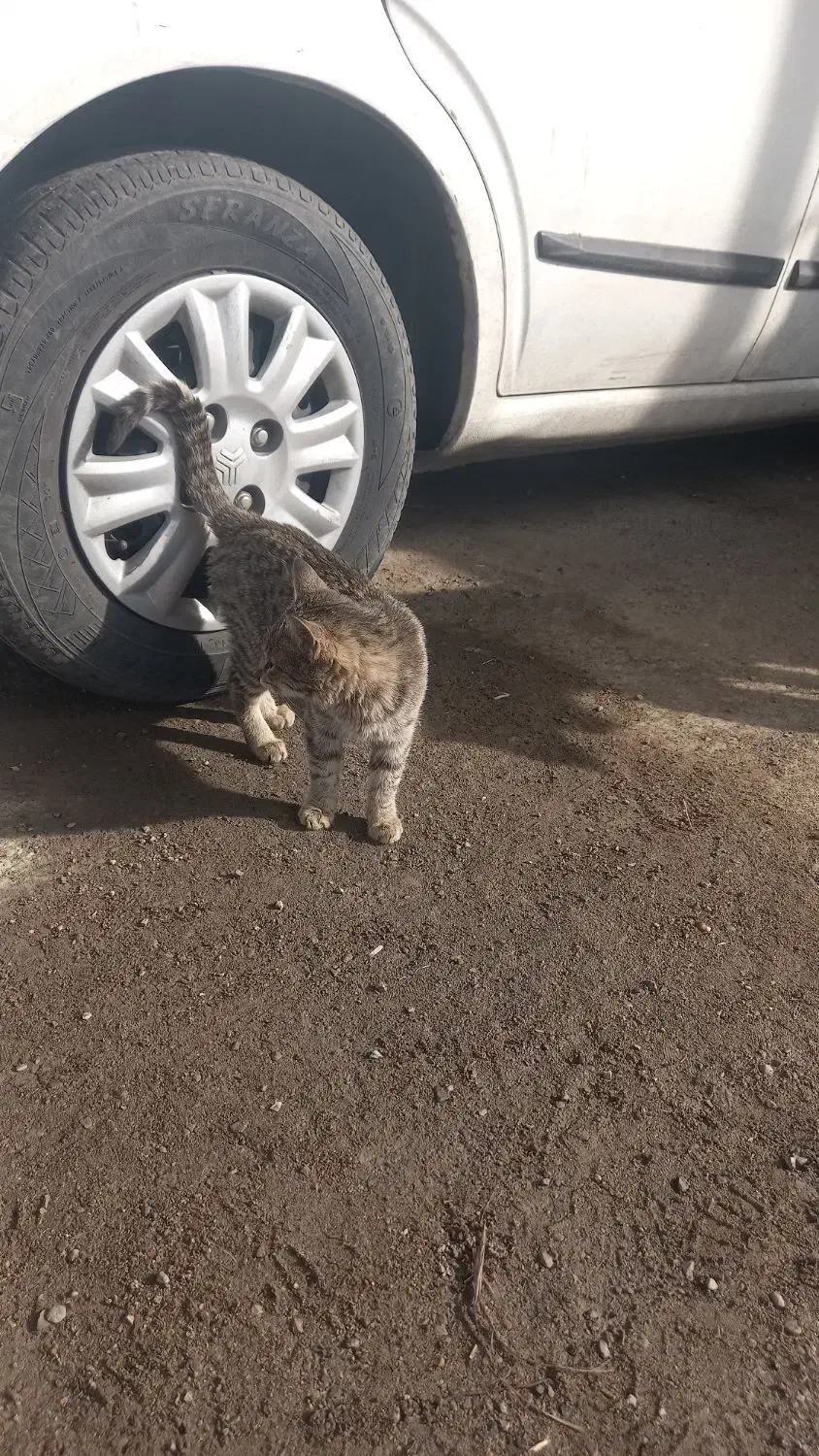 گربه خانگی|گربه|ازنا, |دیوار