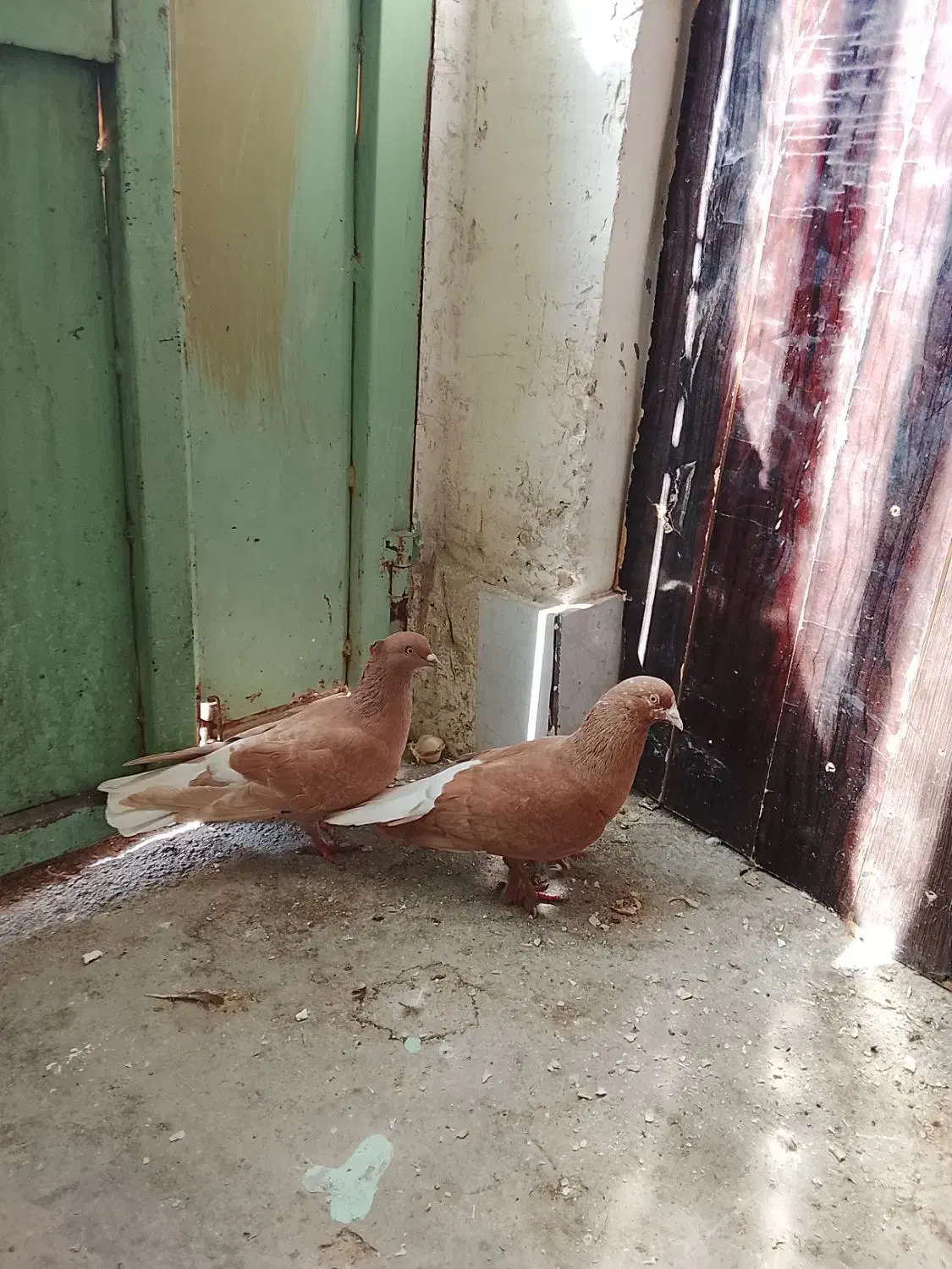 کبوتر|پرنده|جم, |دیوار