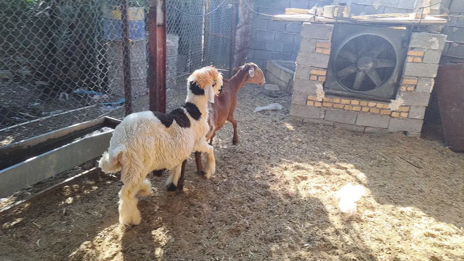 میش و بره نر|حیوانات مزرعه|بهبهان, |دیوار