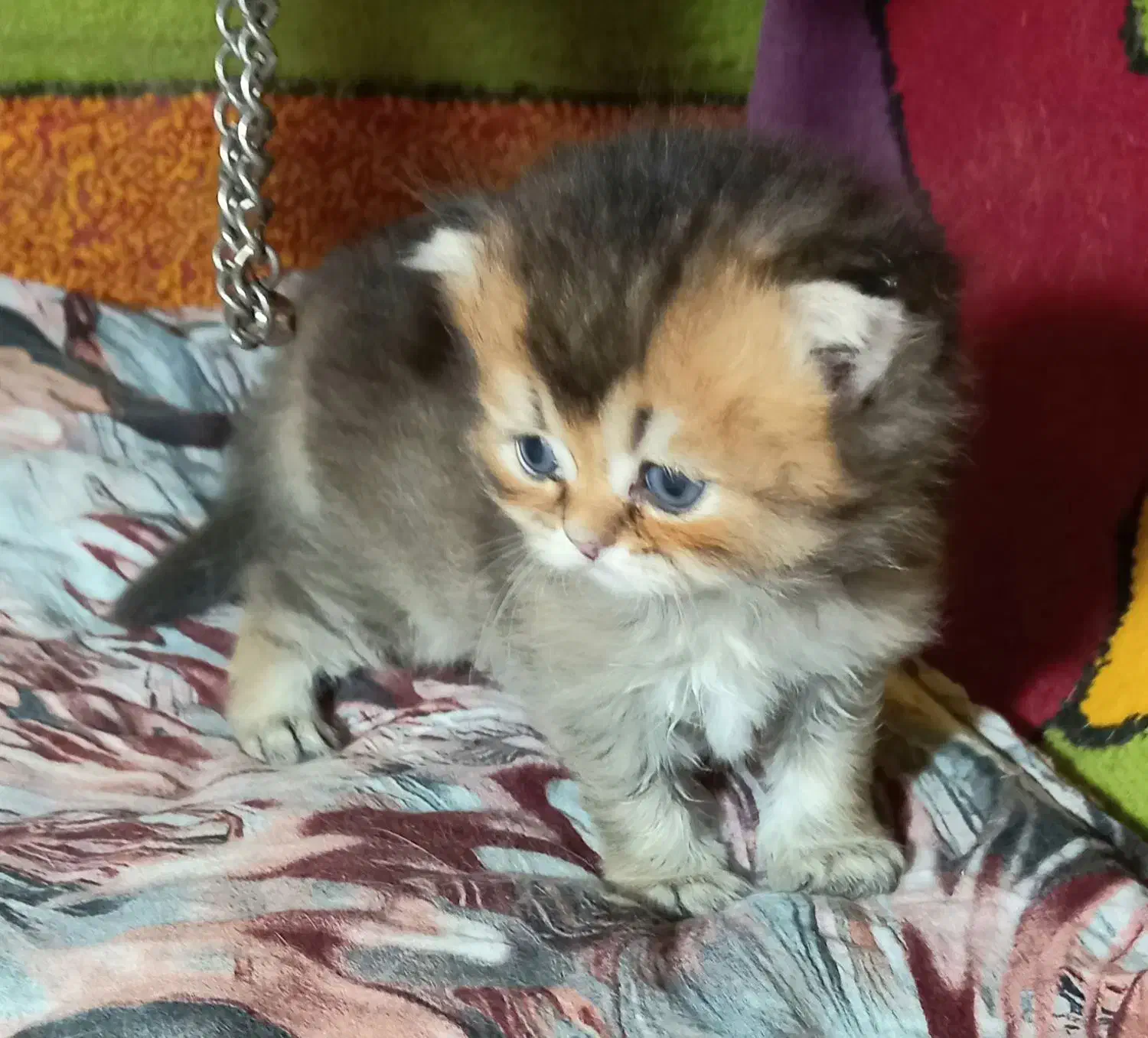 گربه اسکاتیش ۳ عدد|گربه|مشهد, دانشجو|دیوار