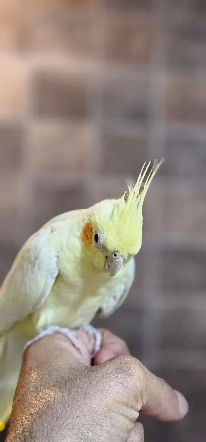 عروس هلندی پاریس گرینچیک مرغ عشق ملنگو|پرنده|شاهین‌شهر, فردوسی|دیوار