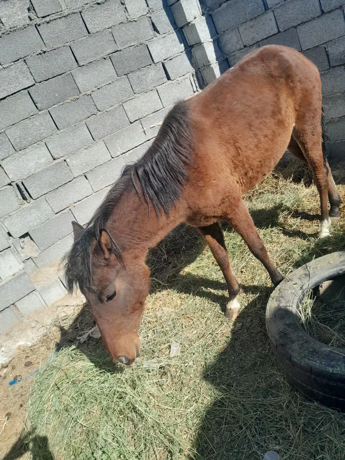 مادیان دوساله|اسب و تجهیزات اسب‌سواری|نوشین شهر, |دیوار