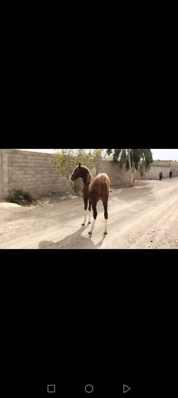 کره اسب نریون|اسب و تجهیزات اسبسواری|تیران, |دیوار