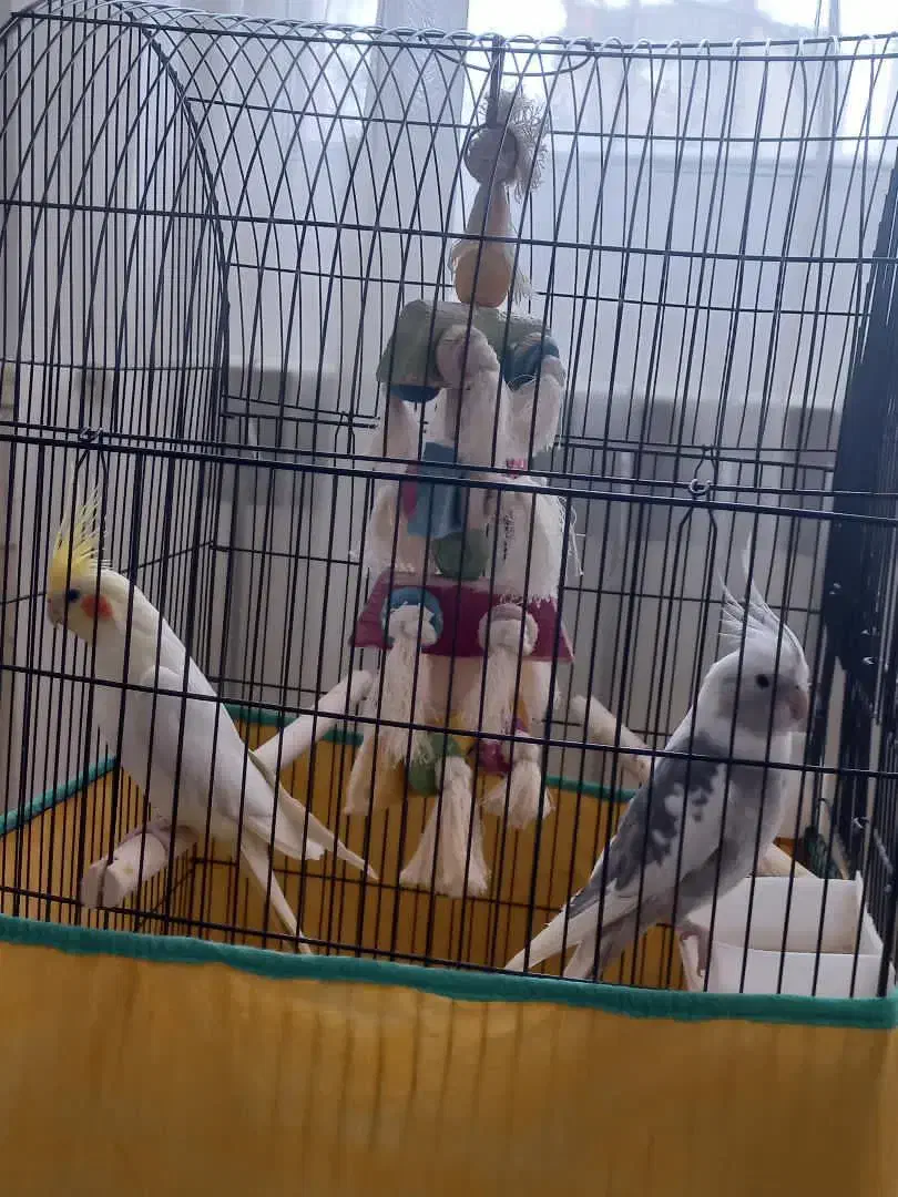 عروس هلندی|پرنده|کنگاور, |دیوار