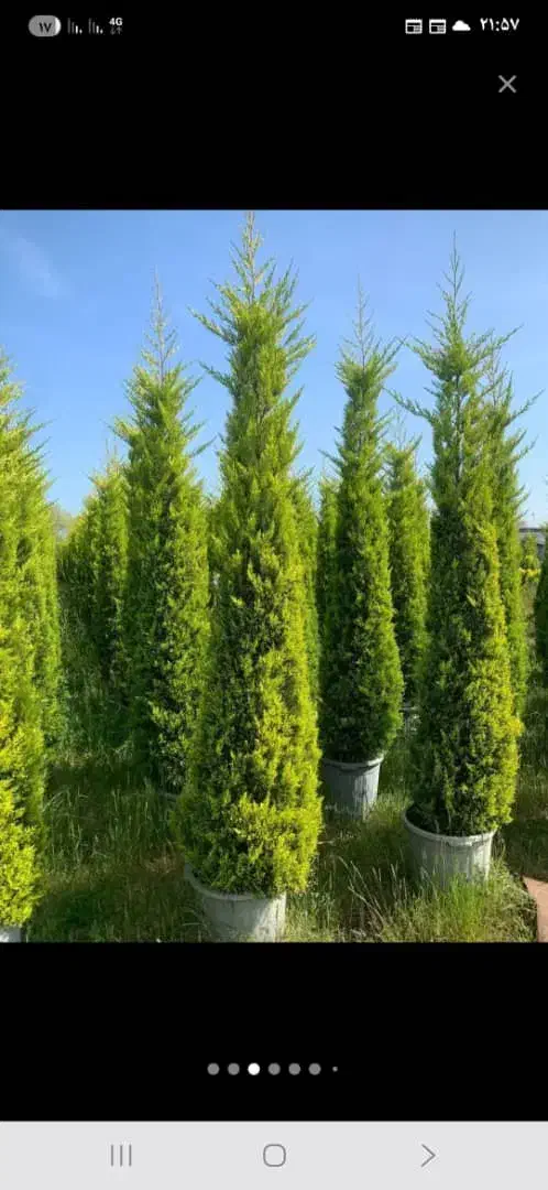 فروش ویژه سرولاوسون کامیس یاس هلندی|گل و گیاه طبیعی|نشتارود, |دیوار