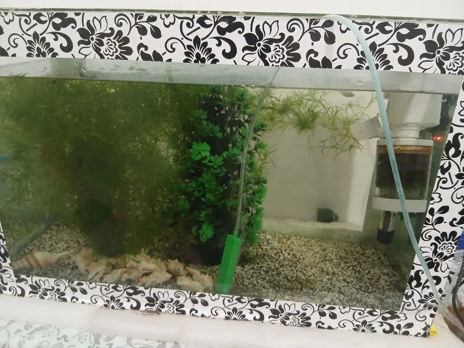 اکواریوم توافقی|ماهی|تفت, |دیوار