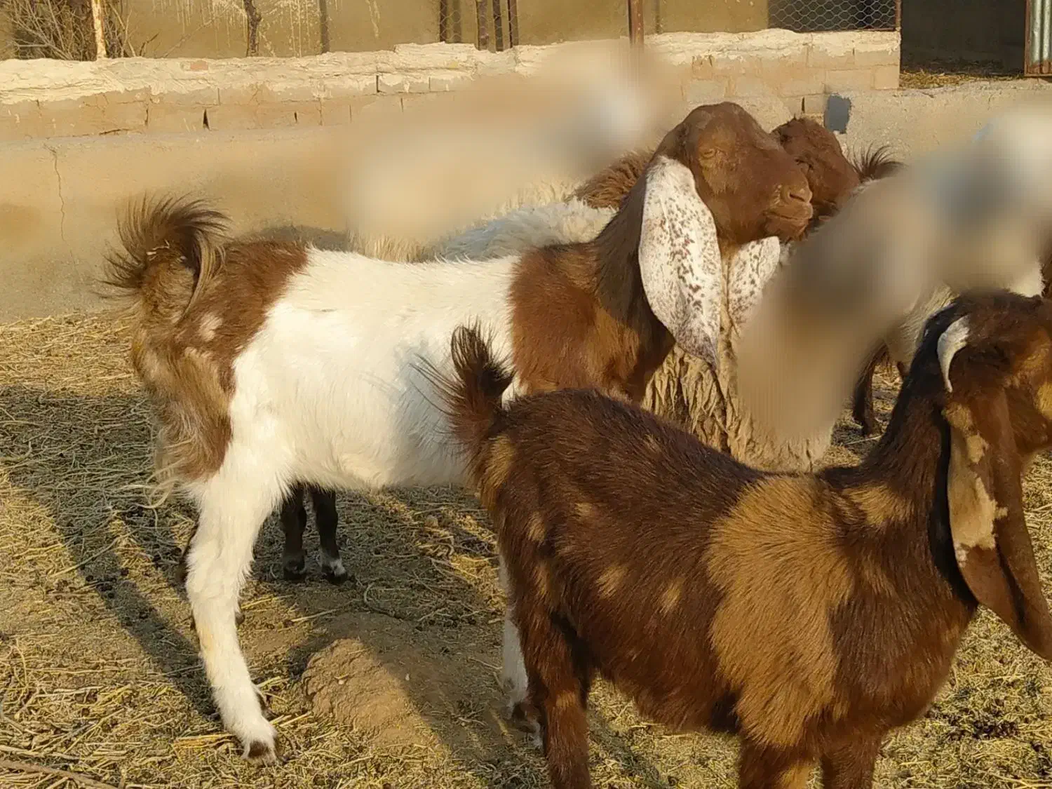 بز فروشی|حیوانات مزرعه|قائن, |دیوار