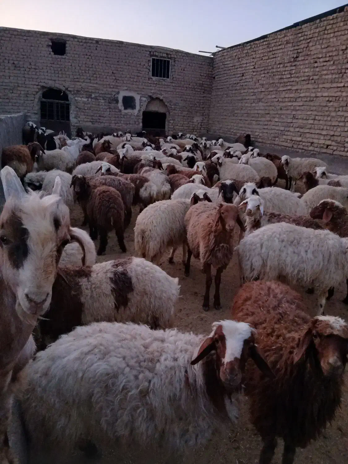 گوسفند زنده|حیوانات مزرعه|قم, قلعه صدری|دیوار