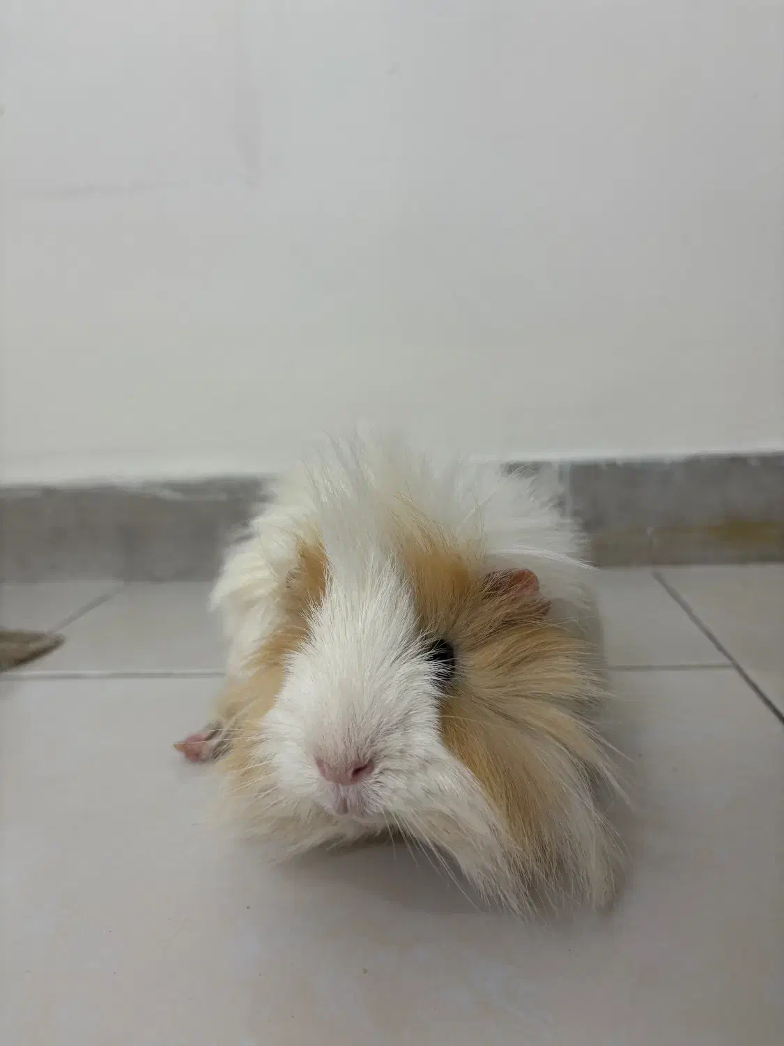 خوکچه هندی|موش و خرگوش|تهران, نارمک|دیوار