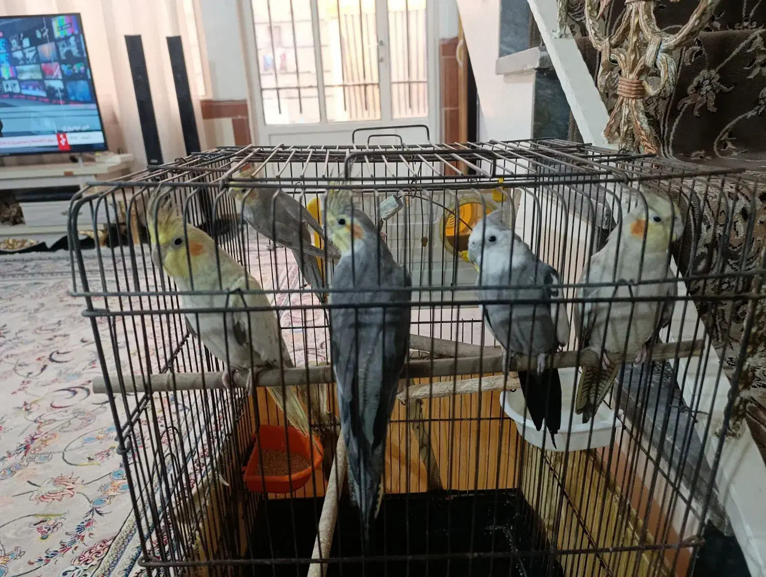 ۳عددعروس هلندی ۵ماهشونه|پرنده|قرچک, زیبا شهر|دیوار