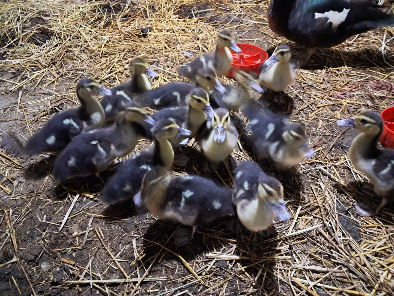 اوردک ژاپنی یه ماه نیم عددی ۹۰تومن|حیوانات مزرعه|لوندویل, |دیوار