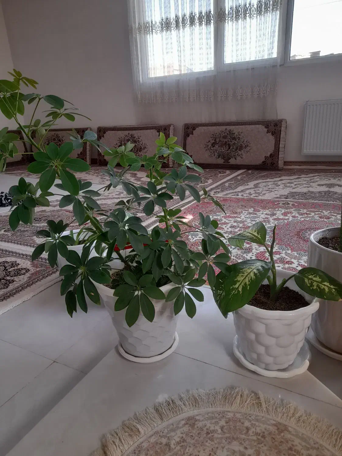 دو عدد گل باهم|گل و گیاه طبیعی|قرچک, باقرآباد|دیوار