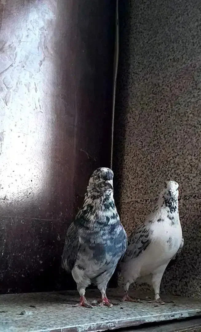 کفتر قاره پرشی|پرنده|ملایر, |دیوار