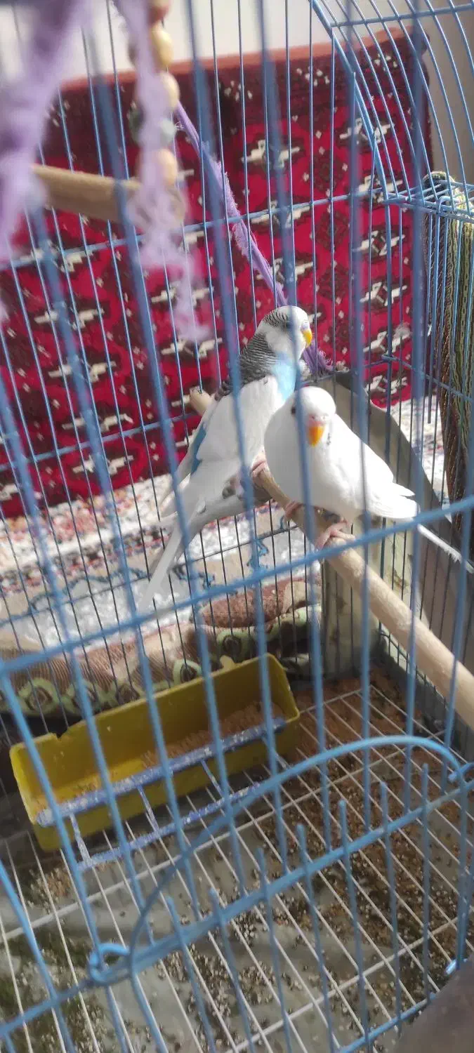 مرغ عشق|پرنده|سیمینه, |دیوار