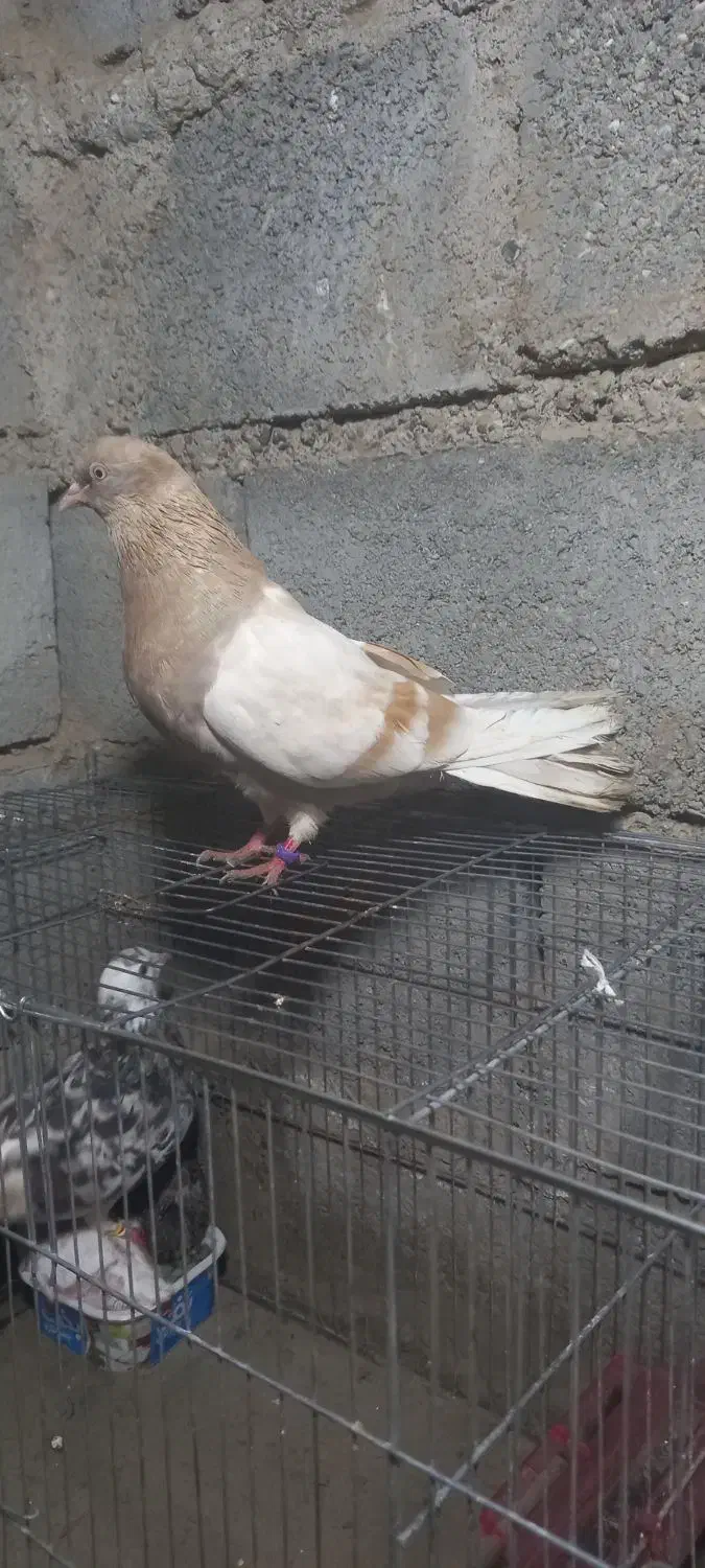 کبوتر|پرنده|میناب, |دیوار