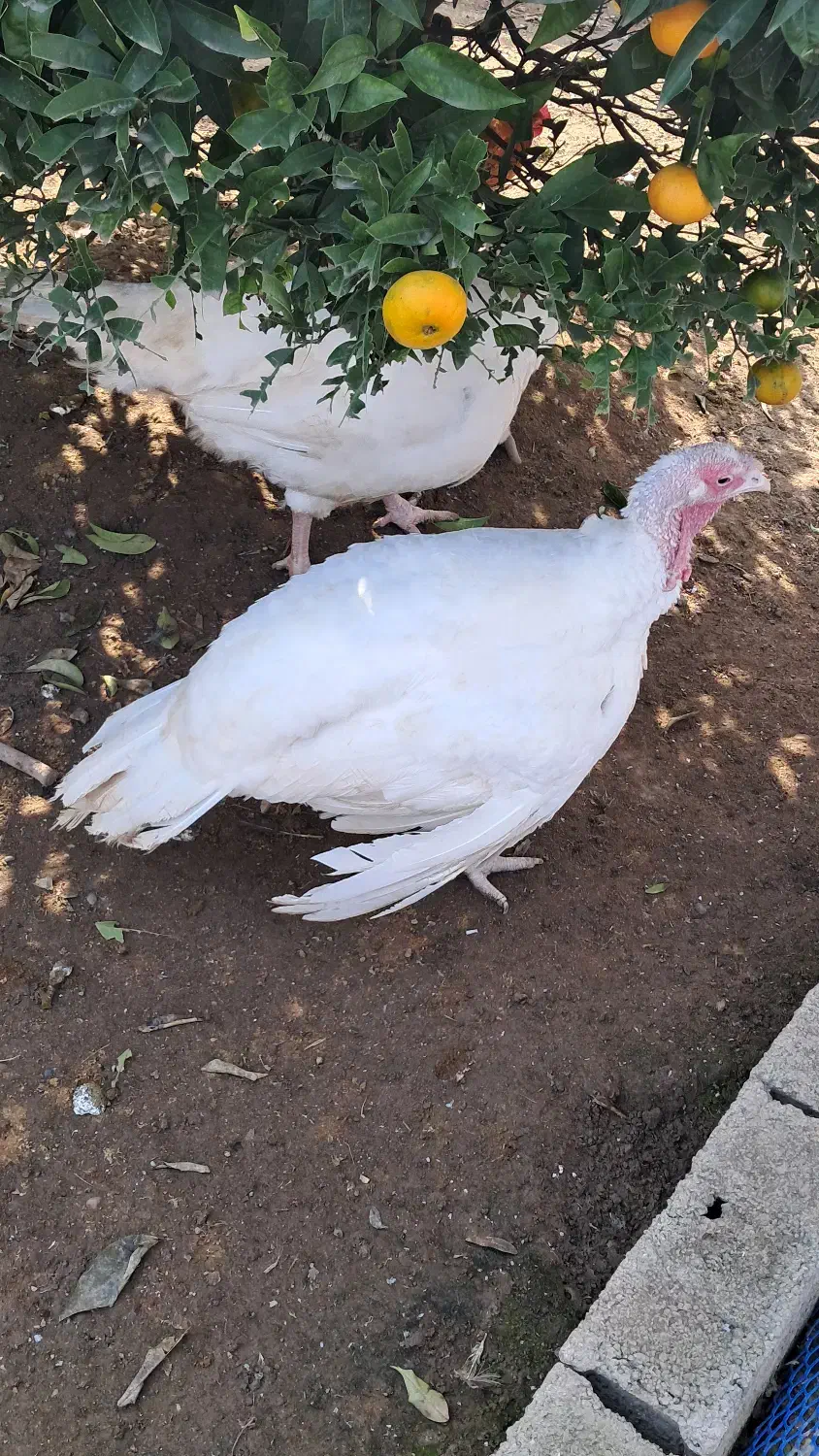 بوقلمون ماده بیوتی ۱۰ ماهه|حیوانات مزرعه|چالوس, |دیوار